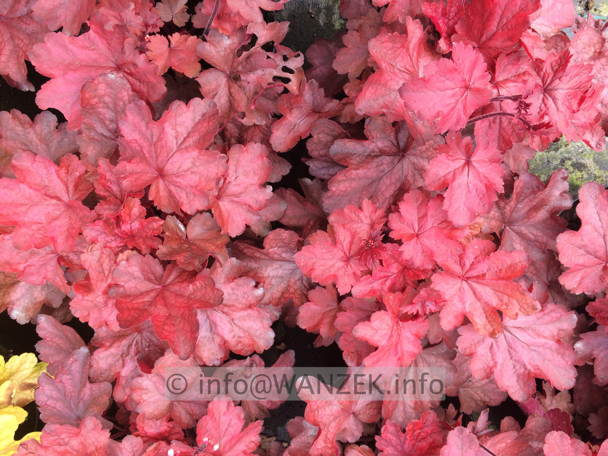 Heuchera Hybride Fire Chief 04 .JPG